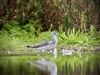 Greenshank