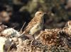 Whinchat