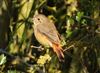 Redstart