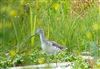 Greenshank