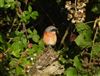 Redstart