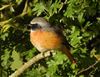 Redstart