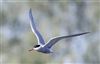 Common Tern