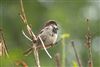 House Sparrow