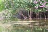 Water Rail