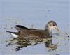 Moorhen