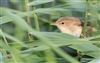 Reed Warbler