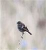 Stonechat