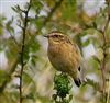 Whinchat