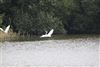 Great White Egret