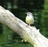 Grey Wagtail