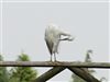 Little Egret