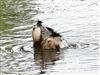 Little Grebe