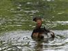 Little Grebe