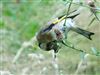 Goldfinch