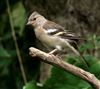 Chaffinch