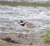 Ringed Plover