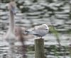 Arctic Tern