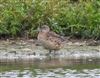 Garganey