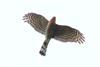 Sparrowhawk