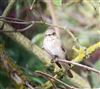 Spotted Flycatcher