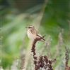 Whinchat