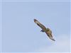 Honey-buzzard