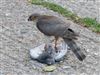 Sparrowhawk