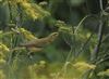 Chiffchaff