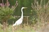 Great White Egret