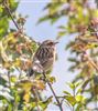 Whinchat