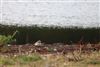 Ringed Plover