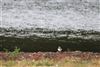 Ringed Plover