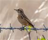 Whinchat