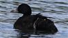 Common Scoter