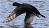 Common Scoter