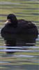 Common Scoter