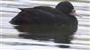 Common Scoter