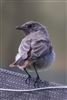 Black Redstart