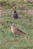 Black Redstart