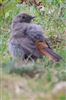 Black Redstart