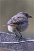 Black Redstart