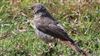 Black Redstart