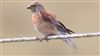 Linnet