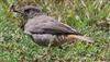 Black Redstart