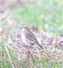 Wheatear