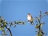 Goldfinch