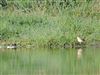 Yellow Wagtail