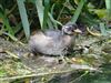 Little Grebe