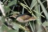 Reed Warbler